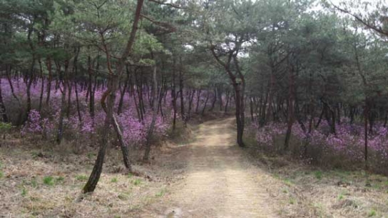 세종대왕릉, 특별 개방