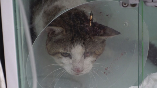 티몬, 동물자유연대에 2800만원 용품 기부