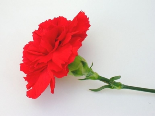 [박경훈 칼럼] 가문은 효도와 우애로 영속한다