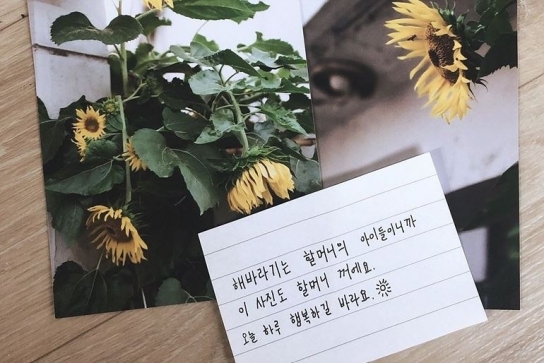 할머니댁 앞에 남학생이 놓고 간 해바라기 사진