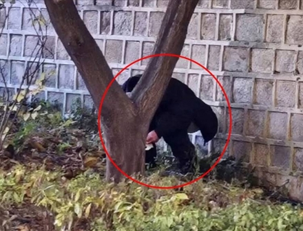 경복궁 돌담서 中관광객 '대변 테러'