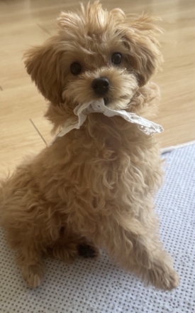 대통령 “반려동물 정책, 관할 체계 정리 필요”…업무보고서 직접 언급