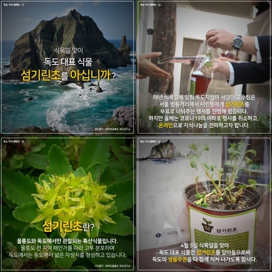 독도 대표 식물 '섬기린초'를 아시나요