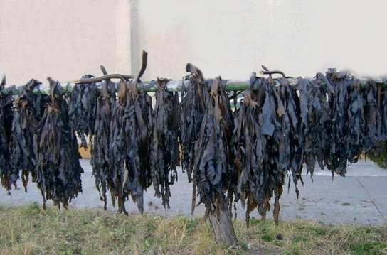 해조류의 대장암 억제 성분 세계 최초 증명