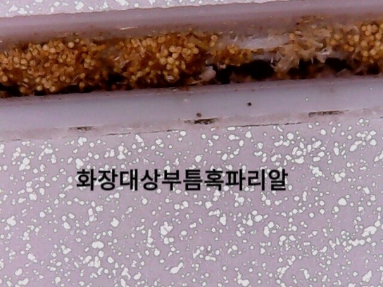검단신도시 호반써밋 새 아파트에 곰팡이와 혹파리가 웬 말?