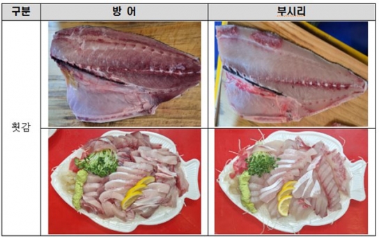 겨울철 별미 방어인줄 알고 샀는데 ‘부시리’