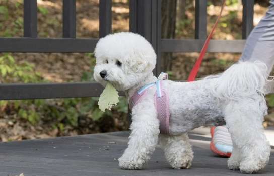 반려견 목줄 2m 넘으면 과태료 50만원