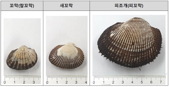 다 같은 꼬막이 아니다! 꼬막 손쉬운 구별법