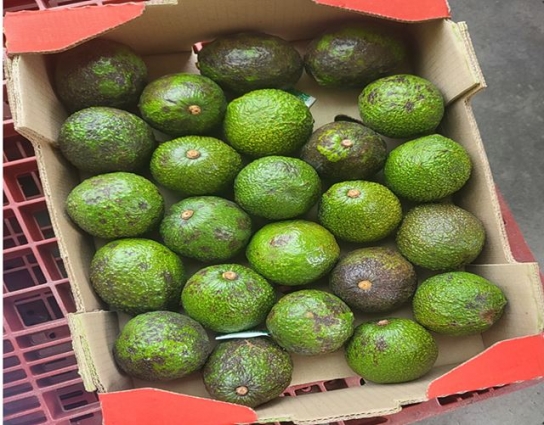 잔류농약 기준 초과 검출된 수입 ‘아보카도’ 회수