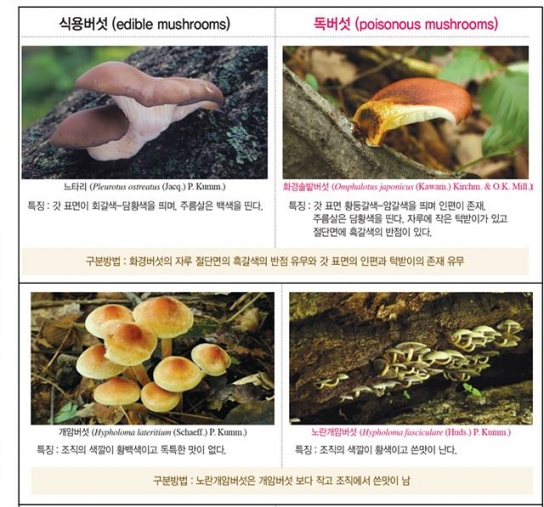 국내 버섯 2,170종 중 먹을 수 있는 것은 493종 뿐