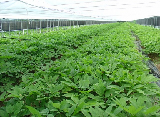 ‘인삼 온실 재배’를 위한 토양 소독 방법 개발