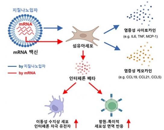 질병청, 코로나19 mRNA 백신 면역반응 조절 과정 밝혀내