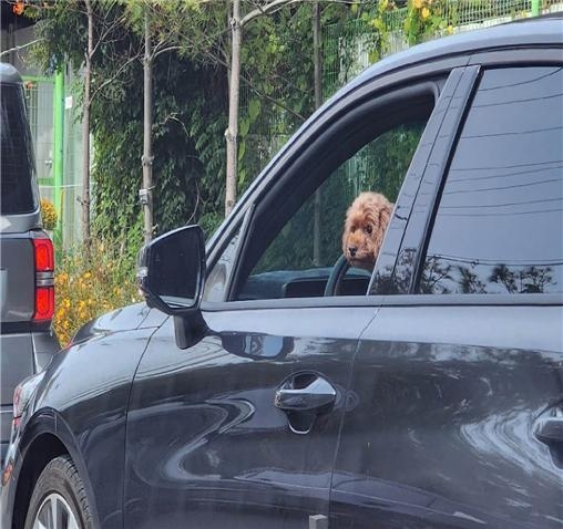 반려동물 교통사고 시 '물건' 취급, 보험 개선 시급