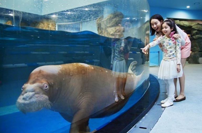 사본_바다코끼리 메리.jpg