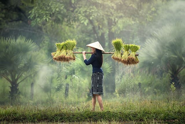 harvesting-1822578_960_720.jpg