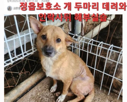 [단독] 민간 보호단체서 입양한 유기견, 제약회사 해부용 사체로 전락