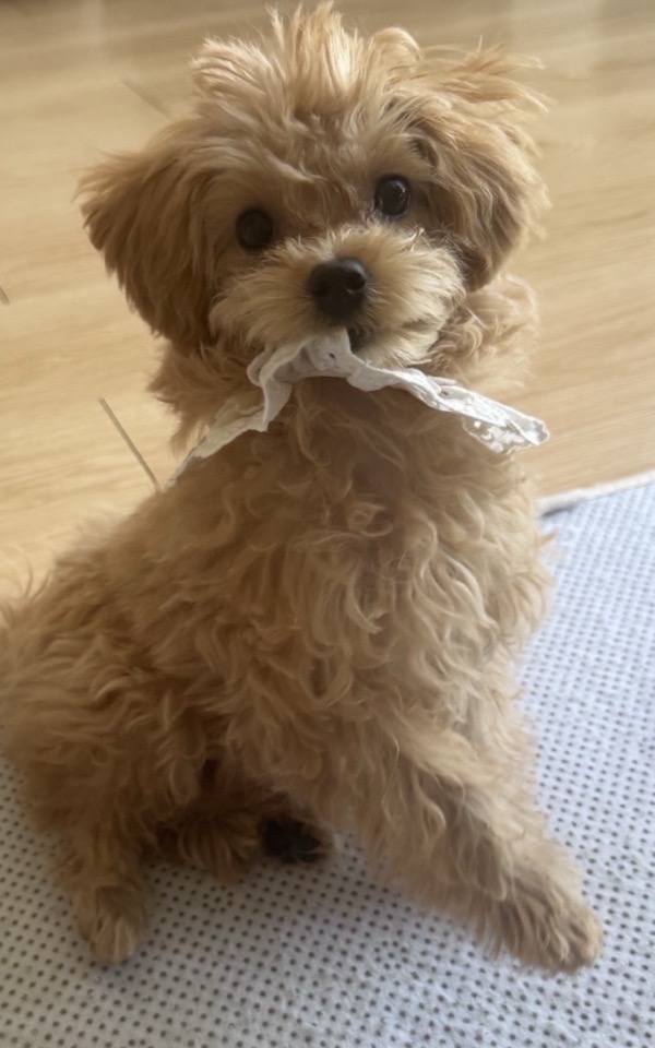 대통령 “반려동물 정책, 관할 체계 정리 필요”…업무보고서 직접 언급