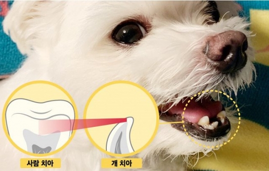 반려견 평균 나이 4.9살, 반려묘 평균 나이 3.7살