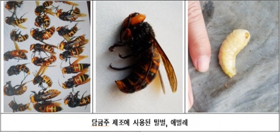식품 불가 말벌‧불개미로 담금주‧꿀절임 판매한 5곳 적발