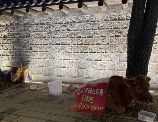 덕수궁 돌담길에서 노숙한 '소 두마리', 주인은 시위 참여