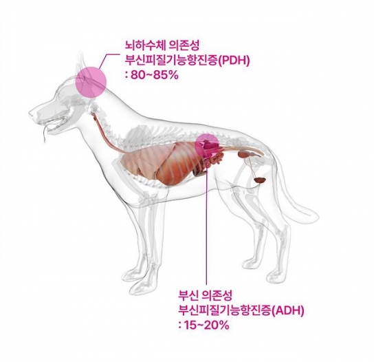 반려동물 쿠싱증후군 치료제 국내 최초 제조 허가
