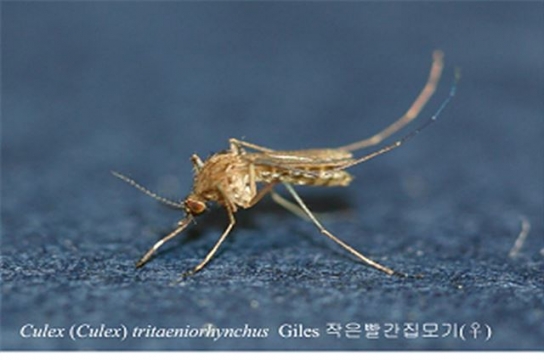 올해 일본뇌염 첫 환자 발생…강원도 거주 60대 男 입원