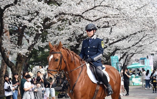 벚꽃과 찾아온 봄철 야간경마에 건전함을 더하는 집중 점검기간 운영