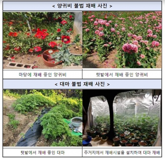 5～7월 양귀비 · 대마 몰래 재배하는 행위 단속 강화