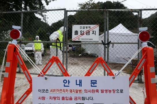 김포에선 아프리카돼지열병·이천에선 럼피스킨 발생