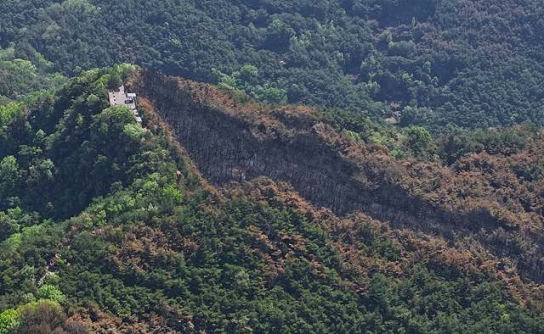 소나무재선충병 방재사업의 역설…산불 키우는 '소나무 더미'
